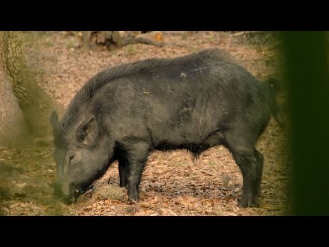 Handgun Hunting with the SIG P220: GunVenture|S1 E7 P3