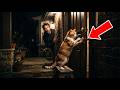A Cat Keeps Sneaking Into My House Every Night