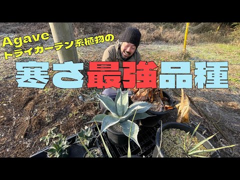 耐寒性屋外多肉植物 寒さに負けない5品種  庭園