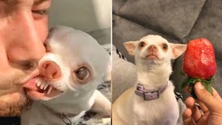 🔥the most angry nikki chihuahua compilation। 