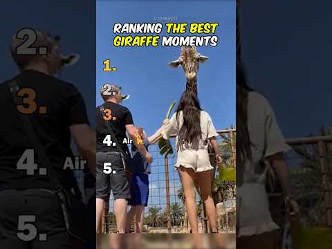 Ranking The Best Giraffe Moments