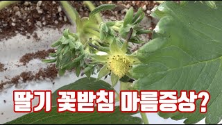 딸기 2화방 딸기 꽃받침 마름 증상이 갑자기 증가했다!!! 이유와 대책은?