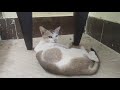 Funny Cat Cute Whatsapp Status Oh No No No