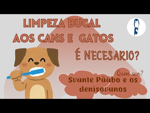 Vídeo: É preciso lavarlles os dentes aos nosos cans e gatos?