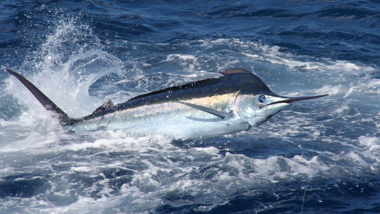 Marlin Madness Costa Rica 2017 Deer Meat For Dinner