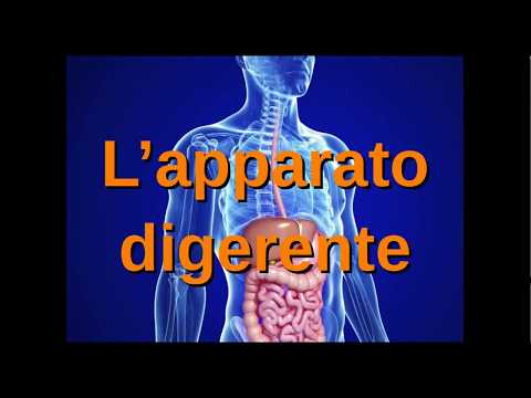 Scienze2: il corpo umano: l'apparato digerente