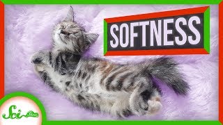 What Makes Soft Things Soft?