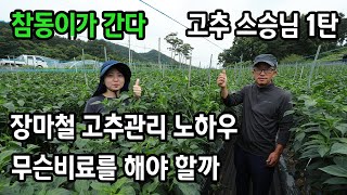 노지고추농사 장마철 관리 비료 노하우 (고추왕 스승님 1탄)