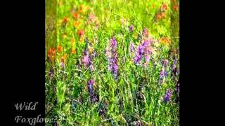 TWF The wildflowers along the highways of Texas, with music by Larry Carlton; 'Nite Crawler'.