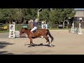 Le cheval qui donne confiance : Lovely Boy AD