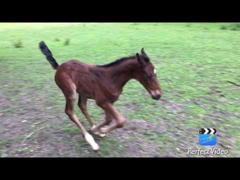 Hengstfohlen von I'm Special de Muze