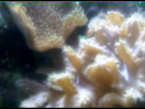 BAC_RECIFAL_NAUTILEA_1.3GP