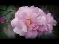 O Mere Samne Baithi Hai Magar Status L WhatsApp Status Video L Status L Hindi Songs L Romantic Songs