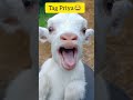 Tag Priya Funny Youtube Short Priya Thezoo Show