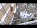 Epic battle between a slow worm and a huge spider!