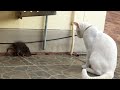 Wild Rat Has Epic Stand Off With Cat Beastplanetchannel