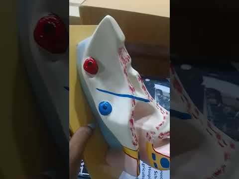 Human Ear Model