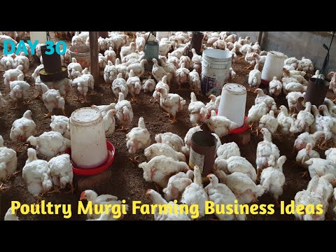 , title : 'Poultry Farming Business Ideas l How To Start Poultry Farming Business l Poultry Farming Medicine'