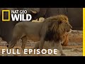 Lion Uprising Traitors Of The Pride Suppressing Rebellion Full Episode Savage Kingdom