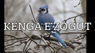 Ada Gurra - Kënga E Zogut