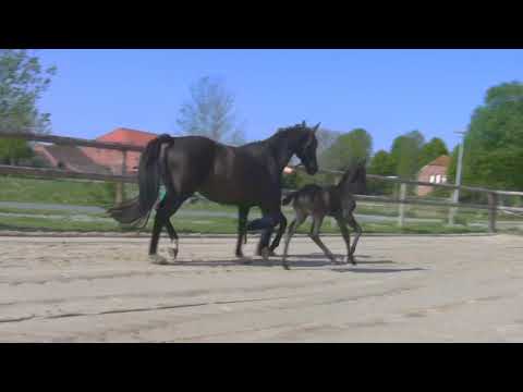 Donier x San Amour x Rubinstein, Filly 23.4.2020