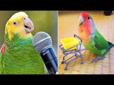 Smart And Funny Parrots Parrot Talking Videos Compilation (2024) - Cute Birds #8