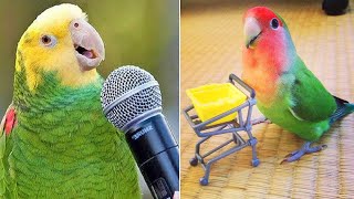 Smart And Funny Parrots Parrot Talking Videos Compilation (2024) - Cute Birds #8