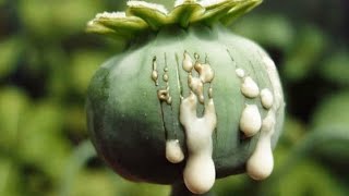 الشركة و حرب المورفين... صراع الجبابرة على المصالح و السيطرة 