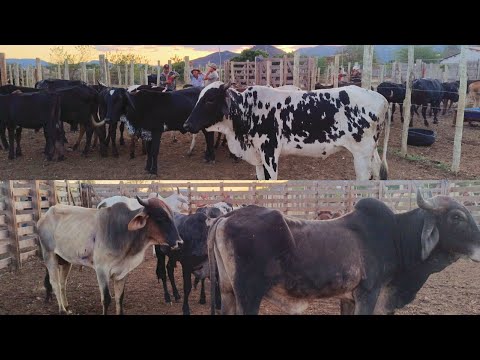 FEIRA DO GADO EM BELA VISTA GRANITO-PE, DIA 28/10/2025. #nordeste 