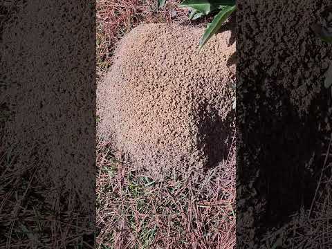Must See!! Fire Ants VS My Hand!😵😬 #viral #shortvideo #shorts #ants #dangerous