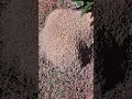Must See!! Fire Ants VS My Hand!😵😬 #viral #shortvideo #shorts #ants #dangerous