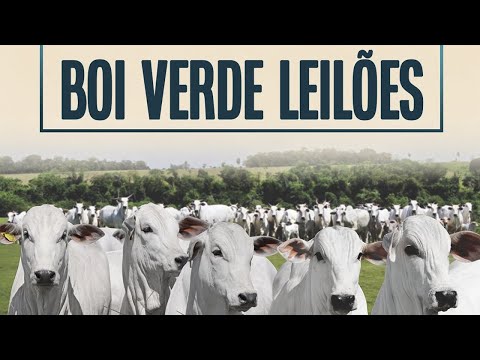 LEILÃO  GADO DE CORTE-  BOI VERDE - SANTA TEREZINHA DE GOIÁS