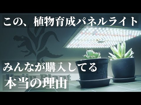 アトラスフェスク 植物