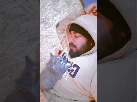 #cat #cats #bollywood #music #song #hindisong