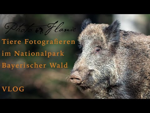 Tiere fotografieren im Nationalpark Bayerischer Wald