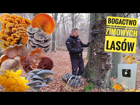 Jakie grzyby możemy zbierać zimą? Bogactwo zimowych lasów.