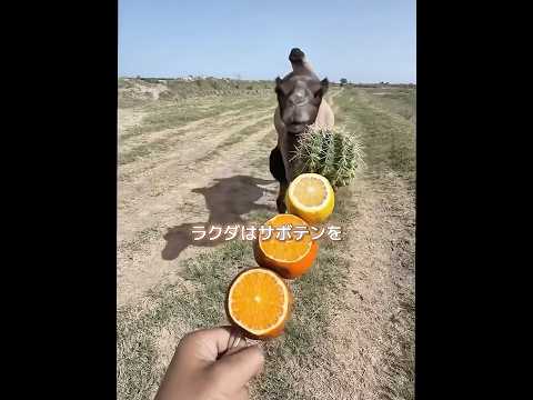 このラクダは欲張りです。