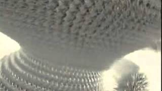 Superfly and Bindi - BLACK STAR LINER