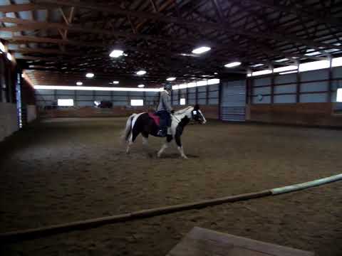 Bella's First USEF Dressage Test training level 1  on 11 12 2017 1