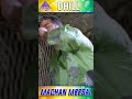 Machan Meesai Video Song Dhill Tamil Movie Songs Vikram Laila Vidyasagar YTShorts