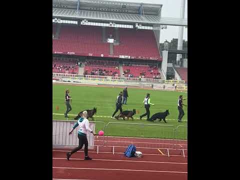 LSTH-JHKR - BSZS 2022 - 18-24 months LSH Males - Youth Males LSH - Nurnberg