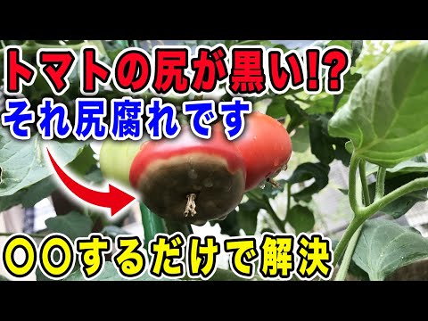 即肥 自然処理 腐ったトマト 頂端壊死トマト ズッキーニ カボチャ