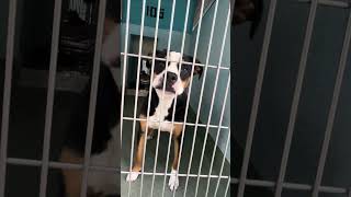 Video preview image #1 Mutt Puppy For Sale in Pasadena, CA, USA