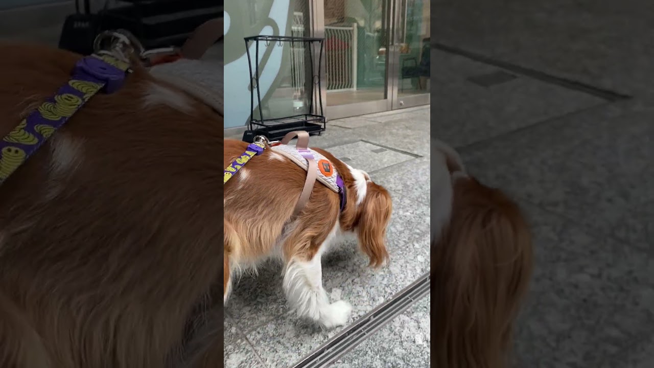 好きだねー❤️キャバリアららちゃん