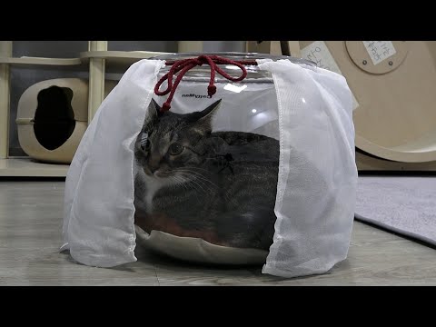 어항에 담긴 고양이..