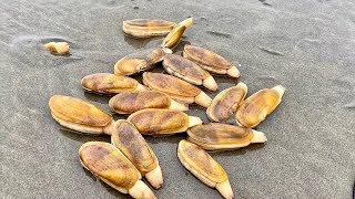 Washington Razor Clam Digging and Dead Whale
