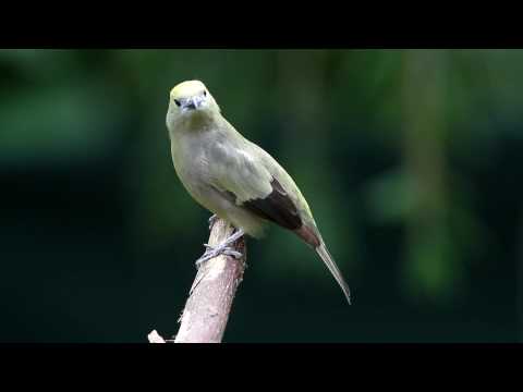 Una que hace dias me las debÃƒÂ­a (Thraupis palmarum)