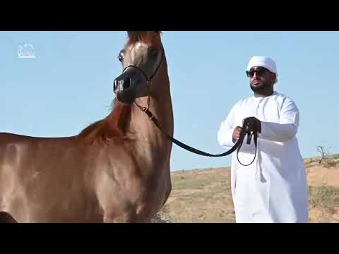 🥇Farid al bahya 🥇( d seraj * aj Ferdana )