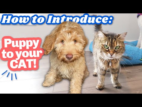 How we introduced our puppy to cat👉 Tips that actually work! 🐶😽