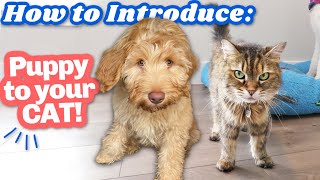How we introduced our puppy to cat👉 Tips that actually work! 🐶😽